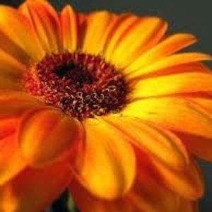 Meet your Posher, Monik